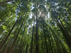 -黄海国家森林公园