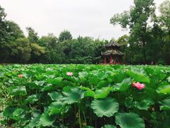 -房湖公园