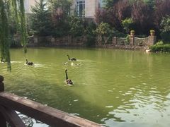 -芭东小镇温泉