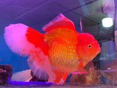 -曲阳花鸟市场(曲阳路店)