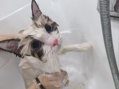 -爱洗澡的猫(天河路店)