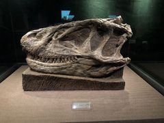 -自贡恐龙博物馆