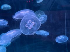 -福州罗源湾海洋世界旅游区