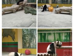 -杭州野生动物世界