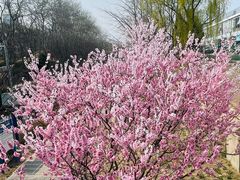 -元大都城垣遗址公园