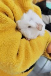 -Moni星球萌宠·小马宝莉·灵蛇·高端高阶全萌宠互动体验俱乐部(红豆国际广场店)