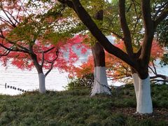 -西湖外事游船(花港观鱼码头)