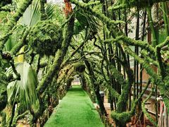 -呀路古热带植物园