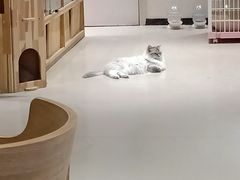 -藏猫猫咖啡主题馆(中央大道店)