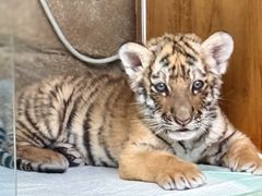 -大连森林动物园