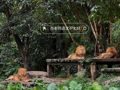 -广州长隆野生动物世界