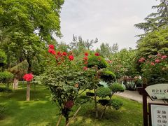 -莲湖公园