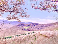 -樱花山风景区