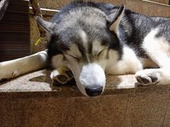 -more than meow吴止猫主题餐厅(承德 中船汇店)