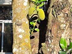 -中国科学院西双版纳热带植物园