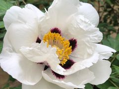 -合肥滨湖国家森林公园