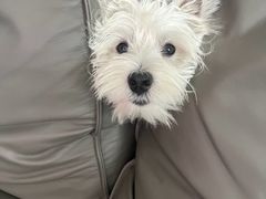 -翊宠yipet猫狗购宠庄园犬舍•猫舍