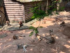 -深圳野生动物园