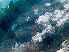 -白水寺森林公园