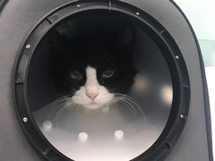 -纳吉亚猫专科动物诊疗中心(蒋宅口分院)