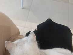 -怪兽屋·羊驼·猫咖·狗咖(俊华广场店)