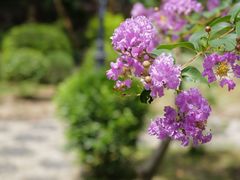 -九龙寨城公园