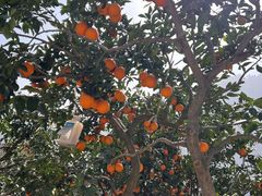 -吉芙家饭团(国贸城店)