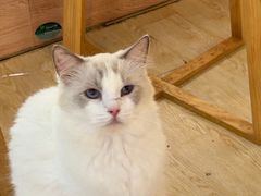 -喵小馆·猫咖狗咖猪咖·饮品店