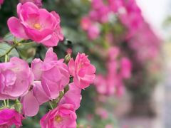 -广富林郊野公园