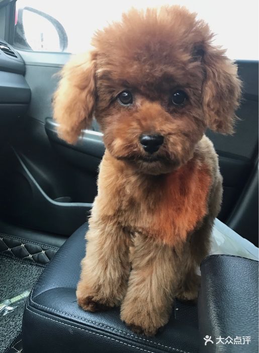 可鲁宠物会所图片 - 第18张