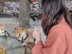 -柴犬高等学院·狗咖·柴犬售卖·宠物训练