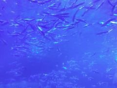 -左海海底世界