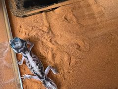 -酷以爬仙阁实体爬宠店·守宫·蜥蜴·专业繁育