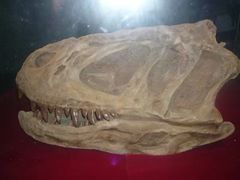 -自贡恐龙博物馆