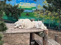 -西霞口神雕山野生动物世界