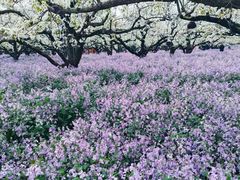 -江苏三台山国家森林公园