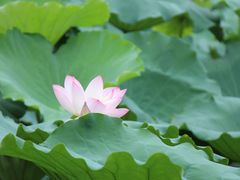 IMG_3248-荷香居(洞企石路店)