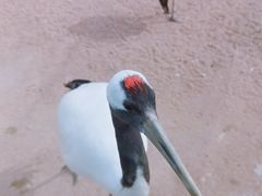 -盐城丹顶鹤湿地生态旅游区