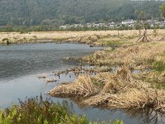 -腾冲北海湿地