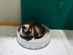 -飞行喵MR PILOT|猫舍·猫咖(静安大融城店)