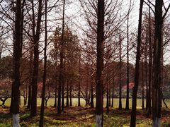 -西溪国家湿地公园