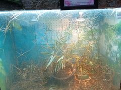-上海大自然野生昆虫馆(东方明珠·爬宠昆虫探索中心)