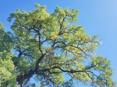 -爆脾气生炸鸡架(通州万达店)