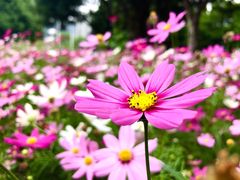 -海心沙亚运公园