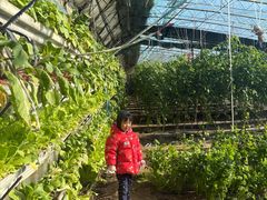 -大自然农场蔬菜草莓采摘园