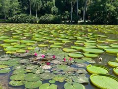 -中国科学院西双版纳热带植物园
