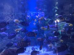 -烟台海昌鲸鲨海洋公园