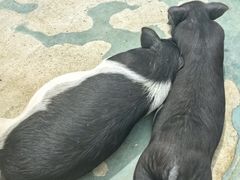 -栾川竹海野生动物园