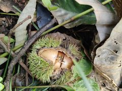 -上海佘山国家森林公园天马山园