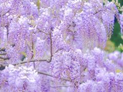 -嘉定紫藤园